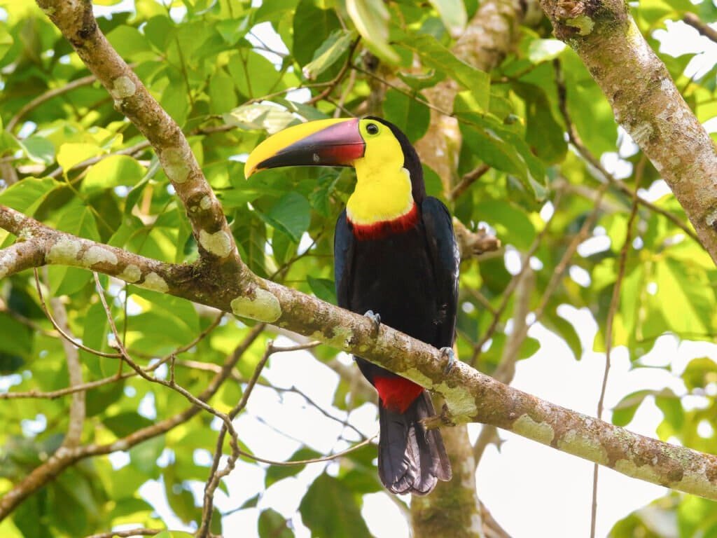 HELICONIAS NATURE INN AND HOT SPRINGS- arenal volcano-La Fortuna- Costa Rica