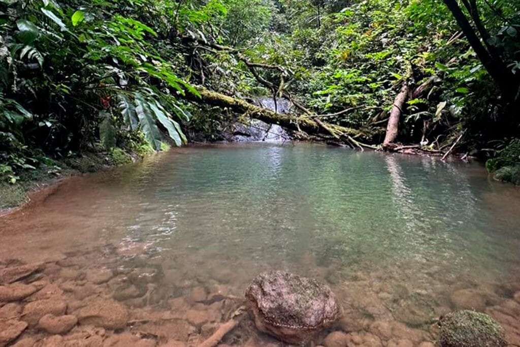 JUNGLE-TRECKING