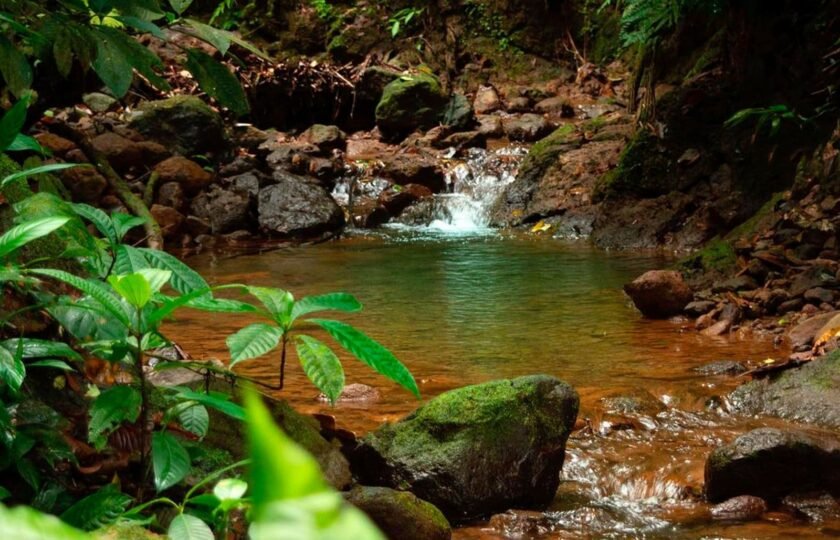 Jungle Trekking Adventure