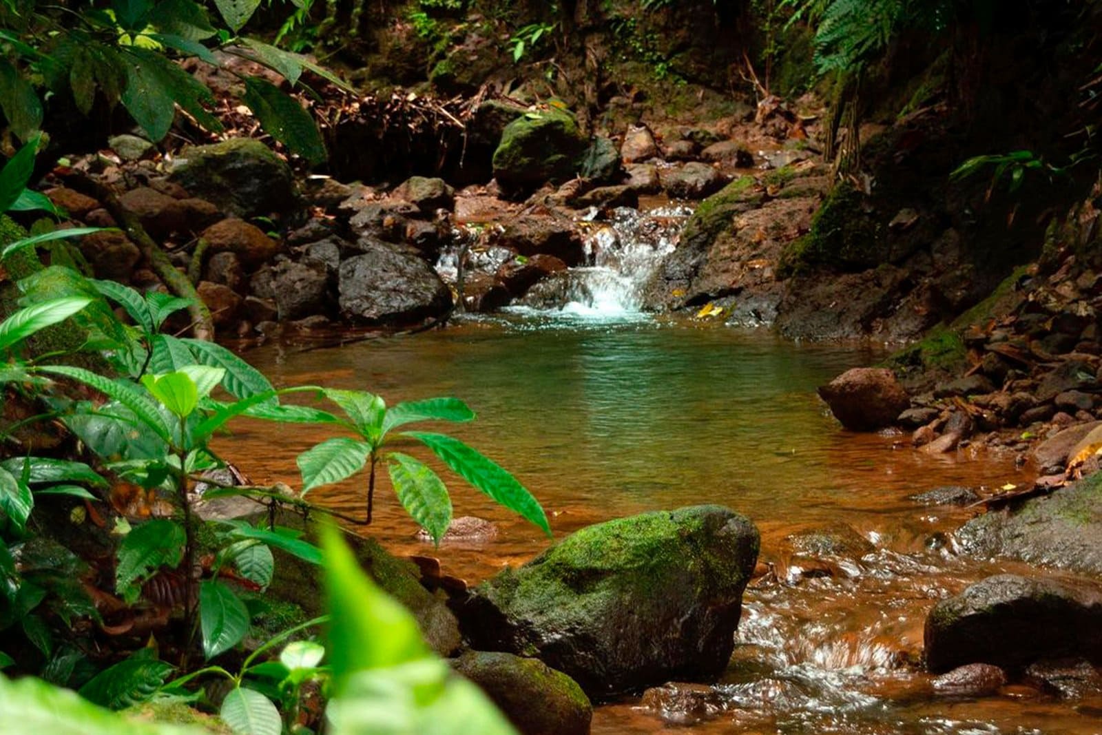 Jungle Trekking Adventure
