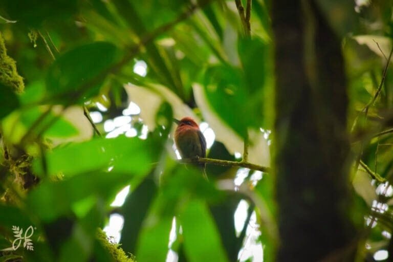 MISTICO PARK HANGING BRIDGESLAFORTUNA-COSTA RICA-ARENAL