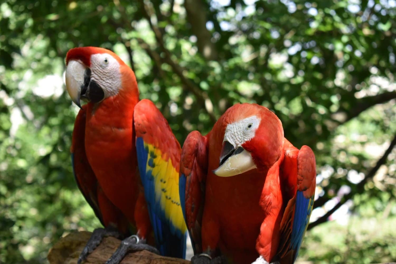 La Fortuna and Arenal Volcano: The Ultimate Guide to Things to Do