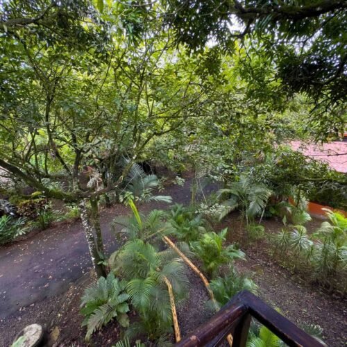 Deluxe Tree House