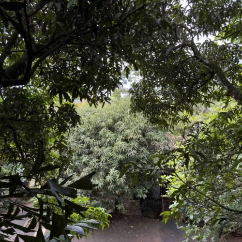 Deluxe Tree House