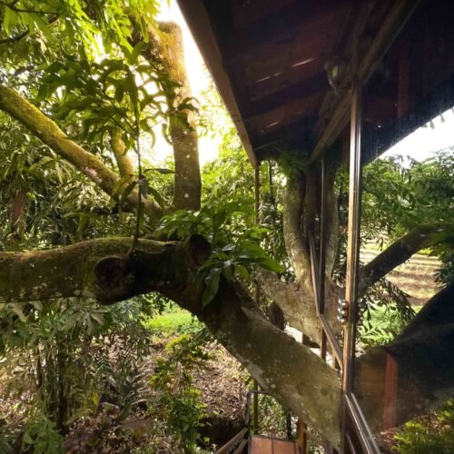Deluxe Tree House