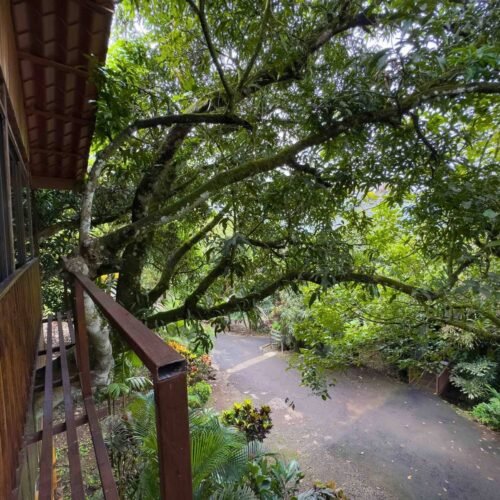 Deluxe Tree House