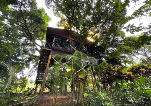 Deluxe Tree House