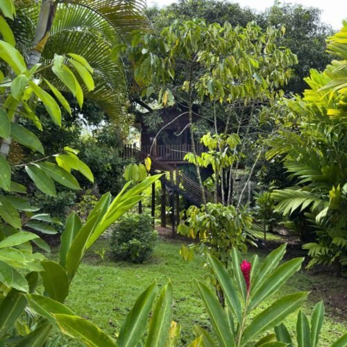Deluxe Tree House