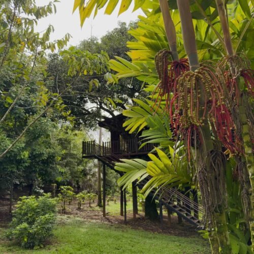 Deluxe Tree House