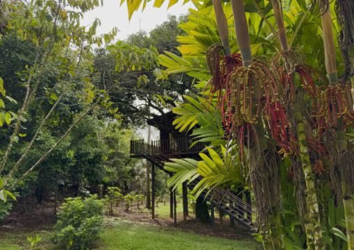 Deluxe Tree House