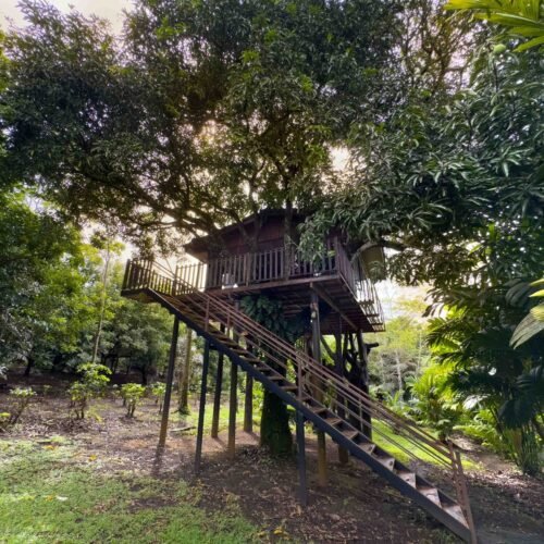 Deluxe Tree House