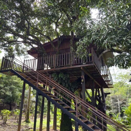 Deluxe Tree House