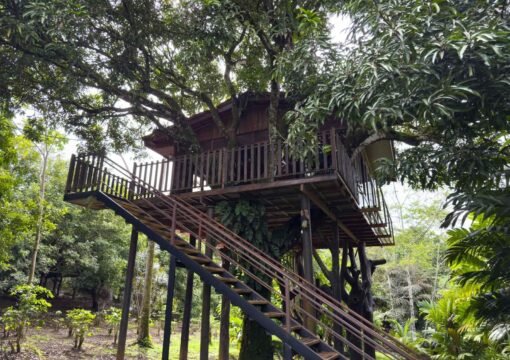 Deluxe Tree House
