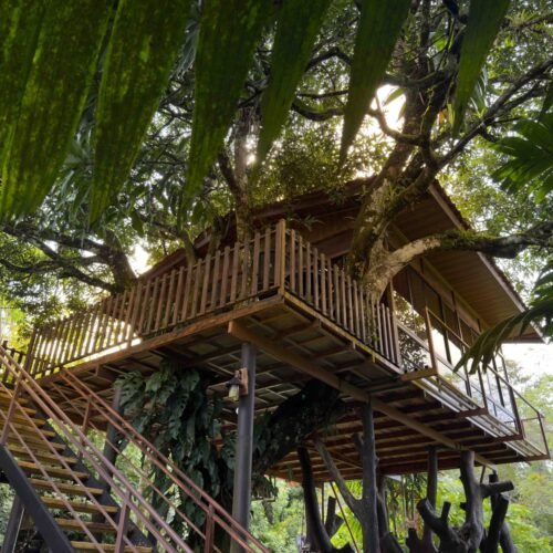 Deluxe Tree House