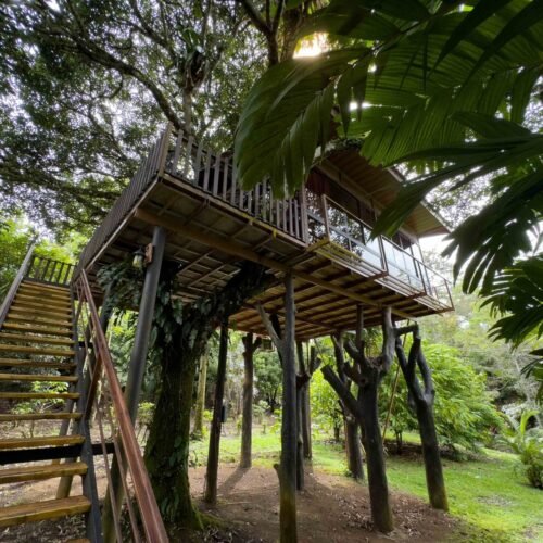 Deluxe Tree House